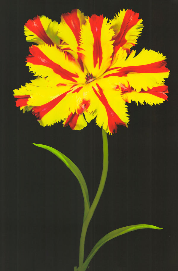 Tulip Fantasy II by Joson - 36 X 24 Inches (Art Print)