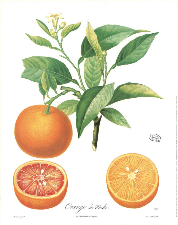 Orange de Malte , Paris , 1846 by Alexandre Poiteau - 16 X 20 Inches (Art Print)