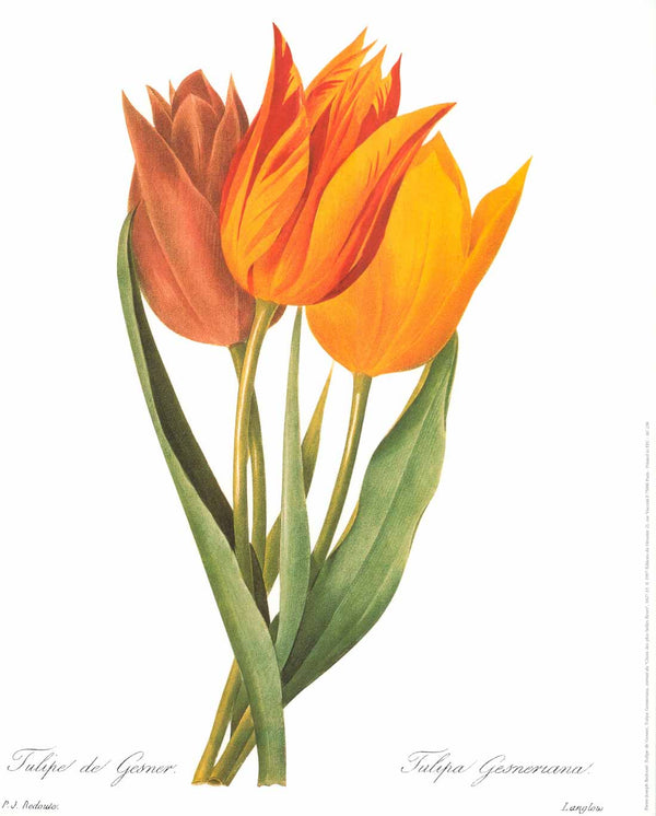 Tulipe de Gesner, 1827-33 by Pierre-Joseph Redouté - 16 X 20 Inches (Watercolour / Aquarelle)