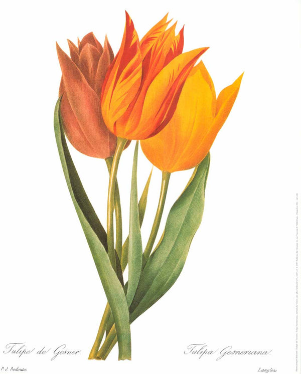 Tulipe de Gesner, 1827-33 by Pierre-Joseph Redouté - 16 X 20 Inches (Art Print)