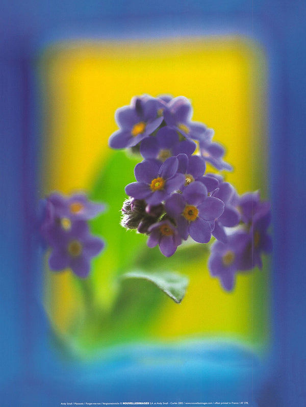 Forget-me-not by Andy Small - 12 X 16 Inches (Art Print)
