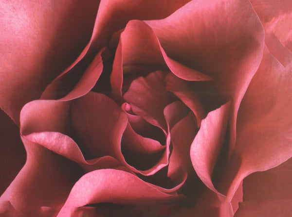 Rose by Christian Sarramon - 12 X 16 Inches (Art Print)