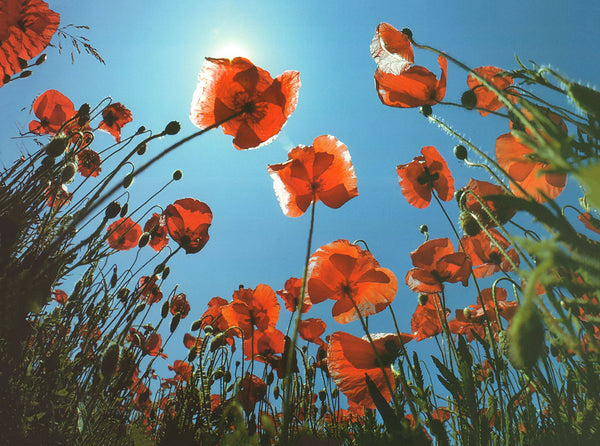 Poppies by Laurent Pinsard - 12 X 16 Inches (Art Print)