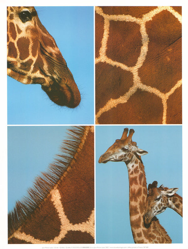 Giraffes by Jean-Michel Labat - 12 X 16 Inches (Art Print)