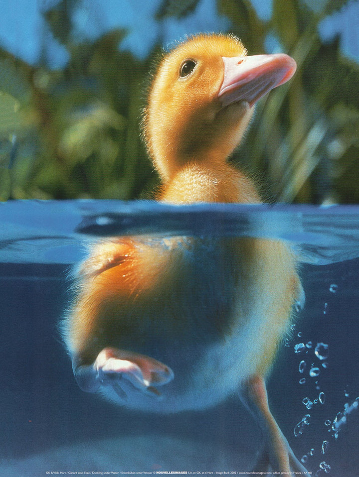 Duckling under Water by GK - 12 X 16 Inches (Art Print)