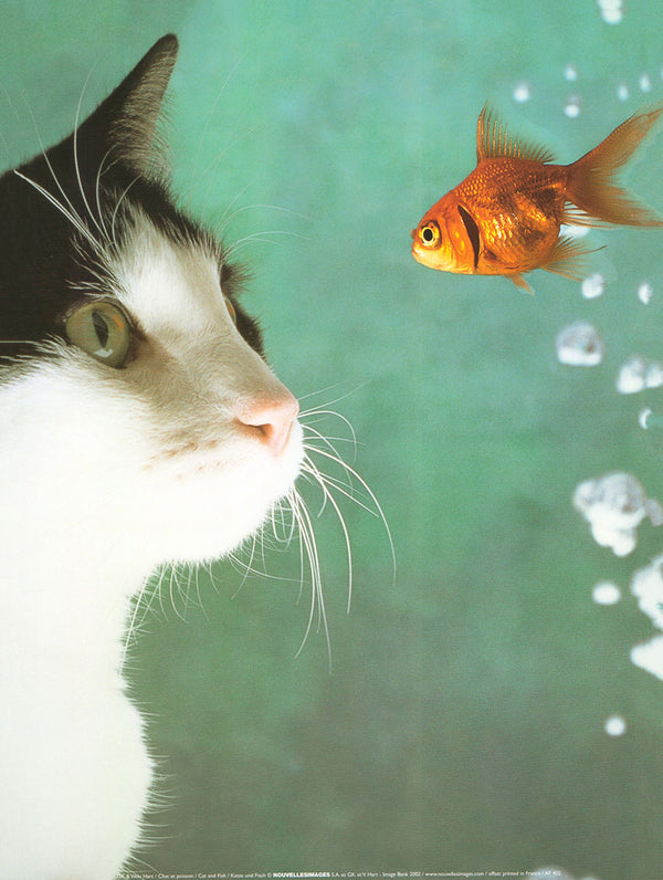 Cat and Fish by GK - 12 X 16 Inches (Art Print)