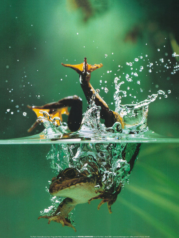Frog under Water by Tim Flach - 12 X 16 Inches (Art Print)
