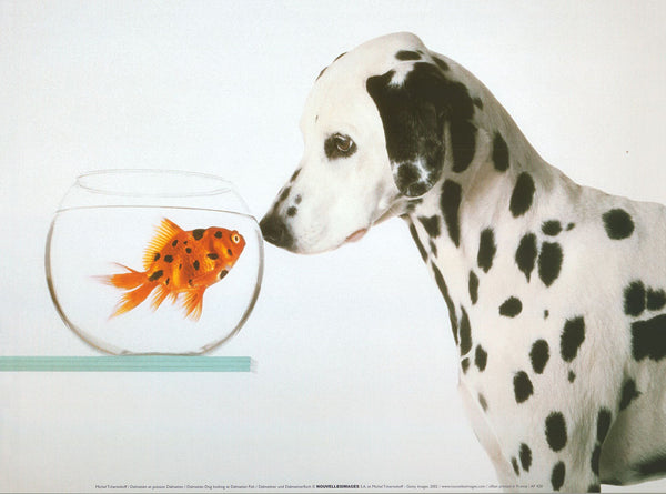 Dalmatian Dog looking at Dalmatian Fish by Michel Tcherevkoff - 12 X 16 Inches (Art Print)