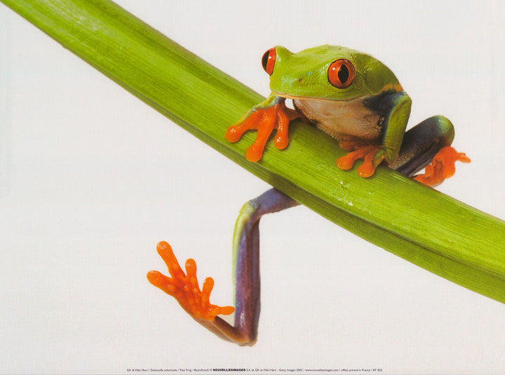 Tree Frog by GK - 12 X 16 Inches (Art Print)