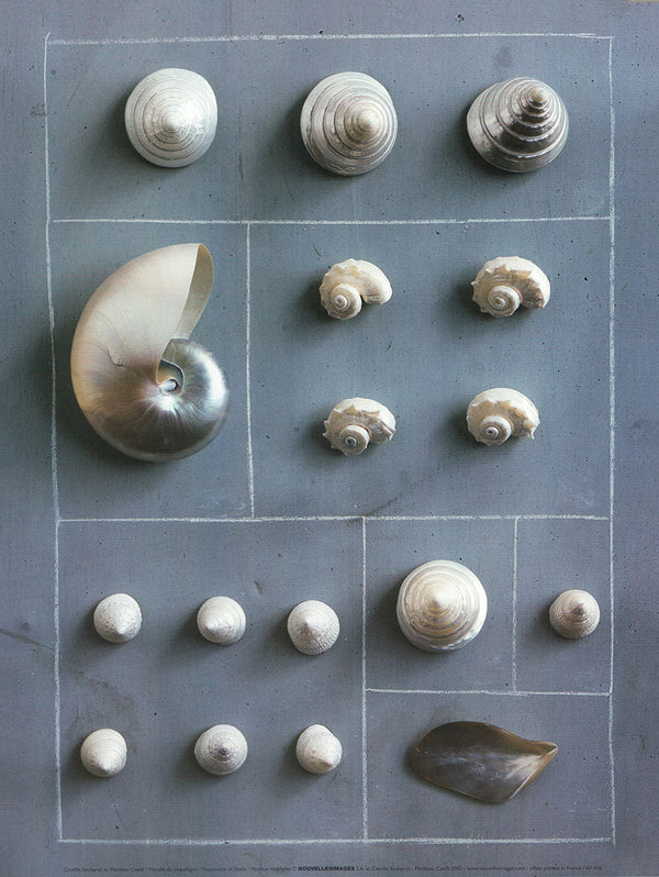 Hopscotch of Shells by Camille Soulayrol - 12 X 16 Inches (Art Print)