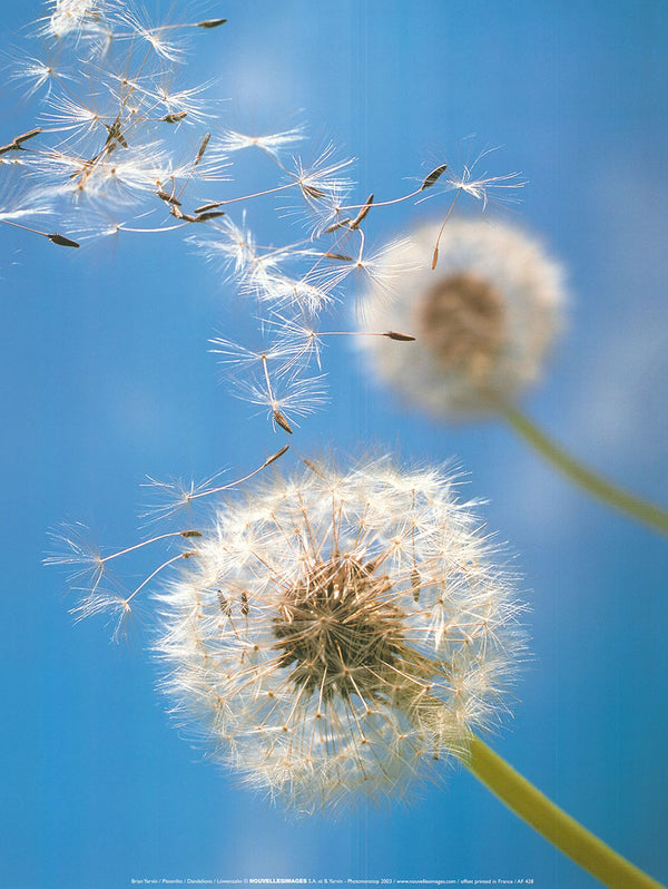Dandelions by Brian Yarvin - 12 X 16 Inches (Art Print)