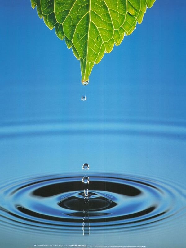 Drop and Leaf by IFA - 12 X 16 Inches (Art Print)