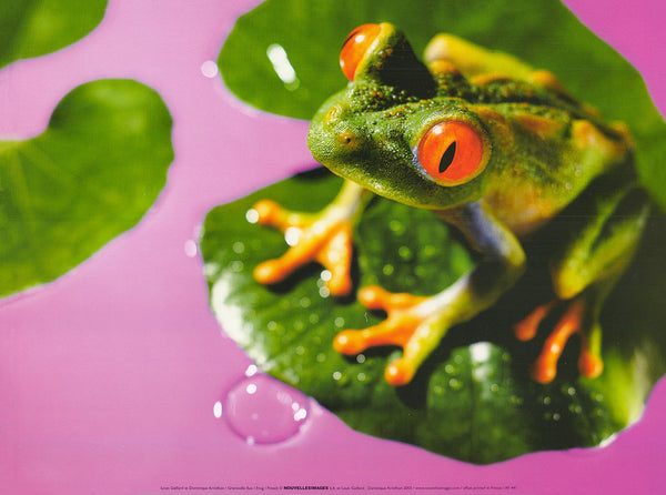 Frog by Louis Gaillard - 12 X 16 Inches (Art Print)