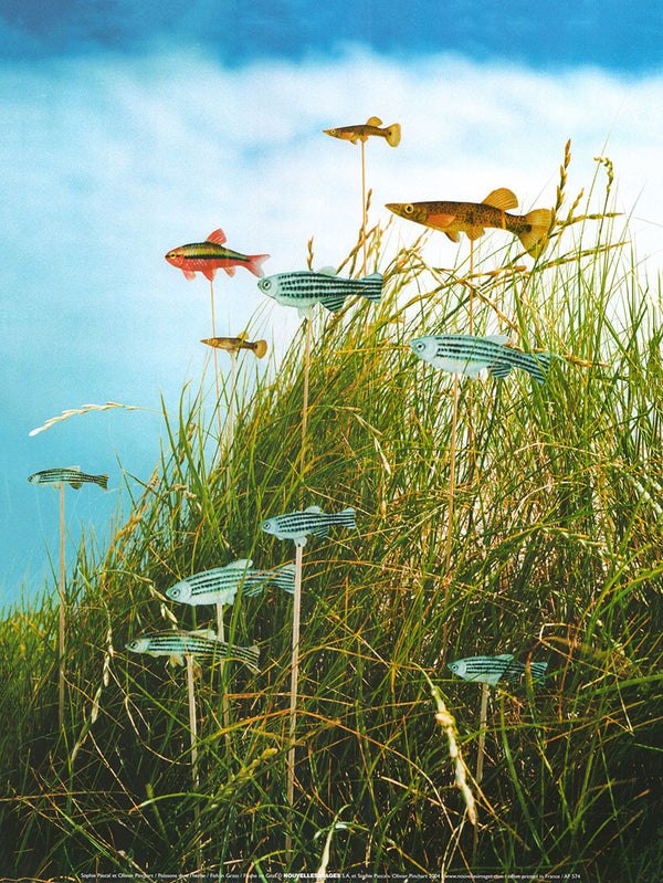 Fish in Grass by Sophie Pascal  - 12 X 16 Inches (Art Print)
