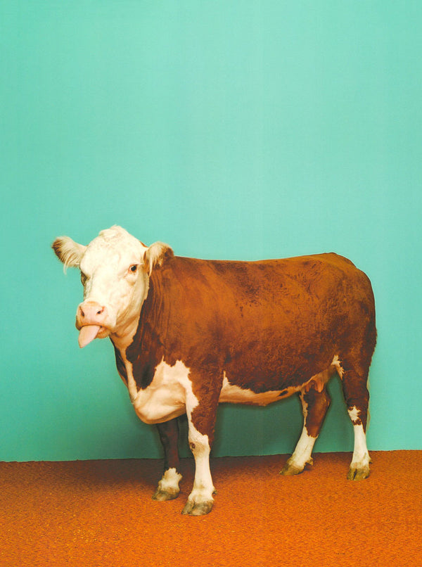 Cow by Catherine Ledner - 12 X 16 Inches (Art Print)
