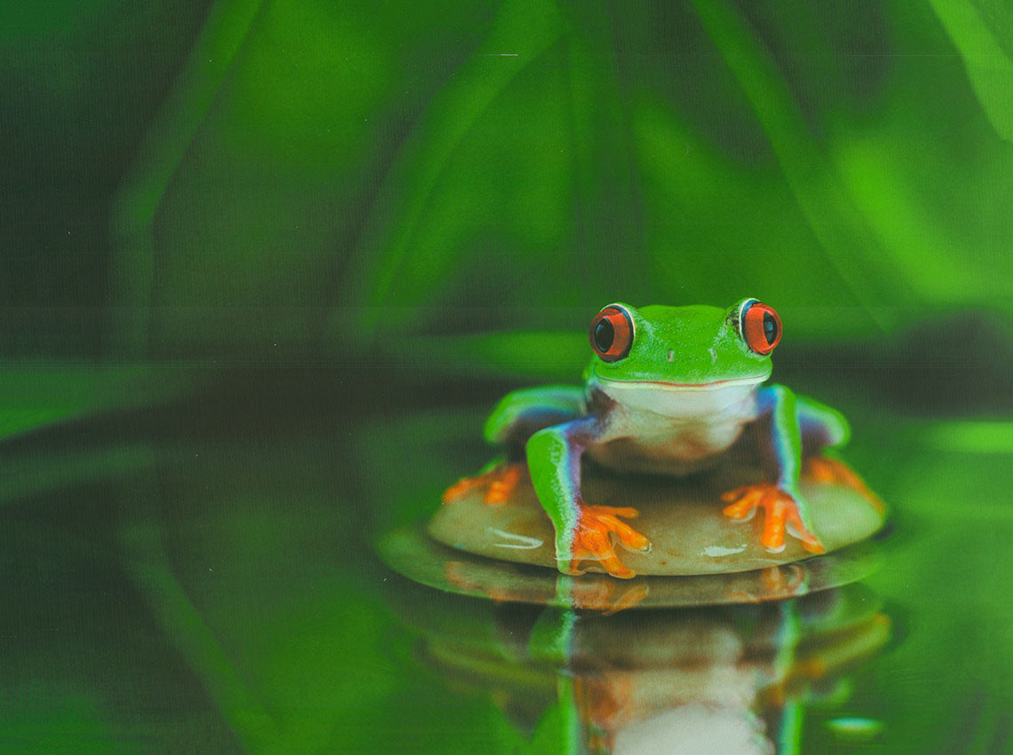 Zen Frog by David Trood - 12 X 16 Inches (Art Print) – Artistica Fine Art