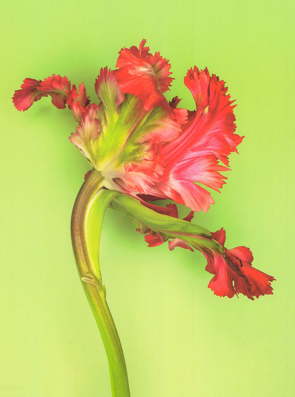 Parrot Tulip by Cédric Porchez - 12 X 16 Inches (Art Print)