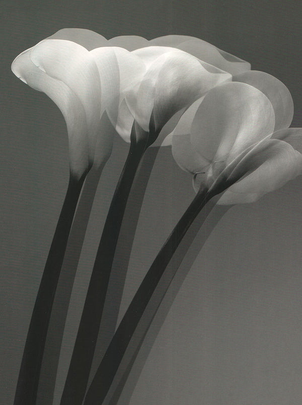 Arums by Marianne Haas - 12 X 16 Inches (Art Print)