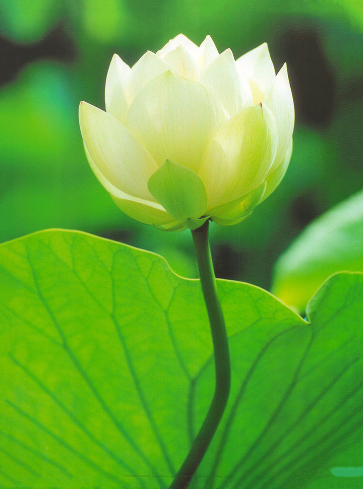 White Lotus by Photolibrary - 12 X 16 Inches (Art Print)