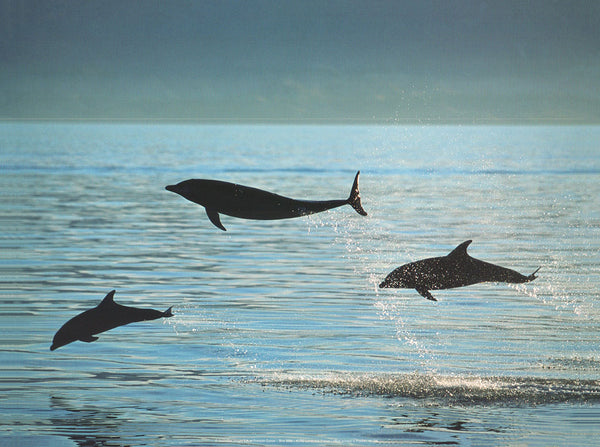 Bottlenose Dolphins by Gohier - 12 X 16 Inches (Art Print)