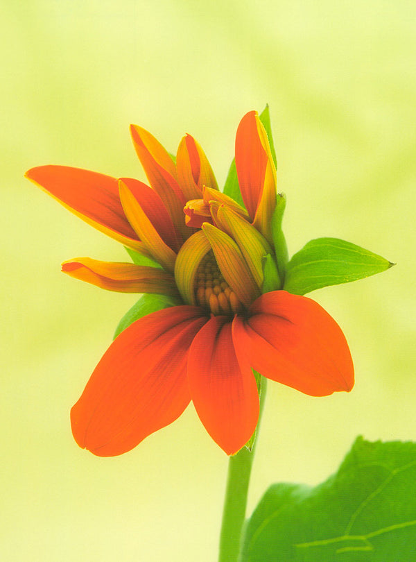 Mexican Sunflower by Wally Eberhart - 12 X 16 Inches (Art Print)