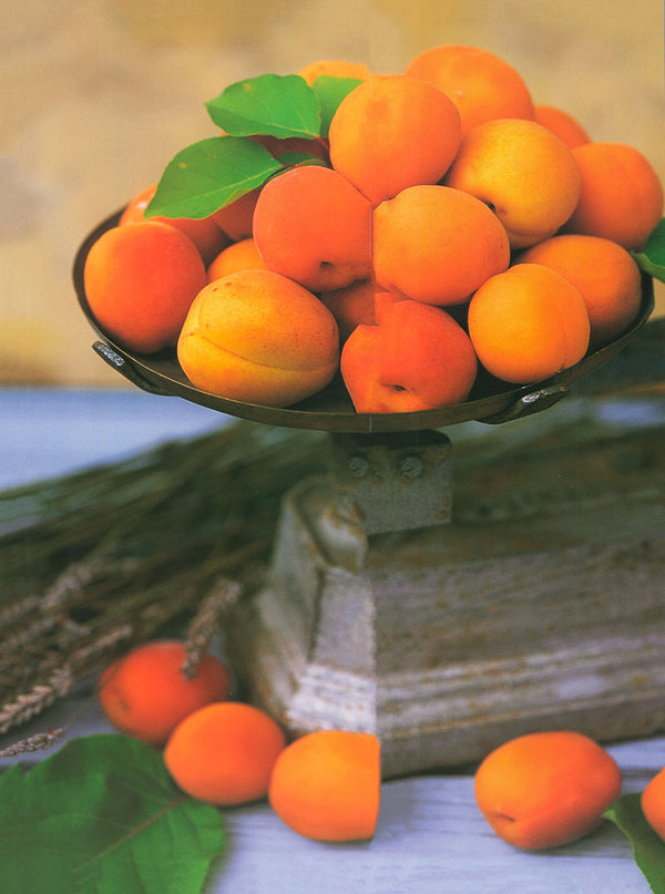 Apricots by Dominique Zintzmeyer - 12 X 16 Inches (Art Print)