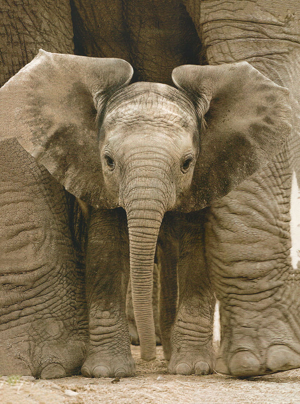 Baby elephant by Andy Rouse - 12 X 16 Inches (Art Print)