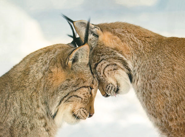 Two lynx by Imagebroker - 12 X 16 Inches (Art Print)