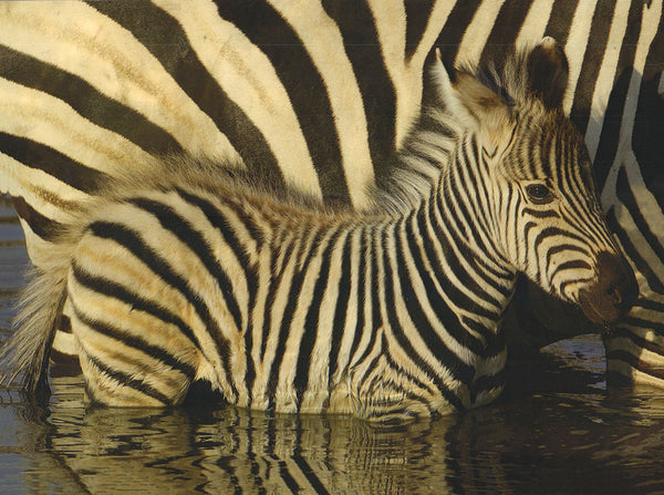 Young zebra with mother - 12 X 16 Inches (Art Print)