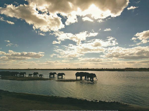 Troupeau d Elephants Botswana by Mike Powles - 12 X 16 Inches (Art Print)