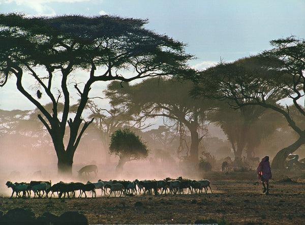 Amboseli Kenya by Daniel Mottison - 12 X 16 Inches (Art Print)