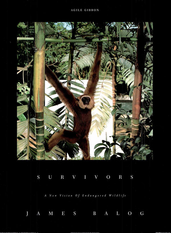 Agile Gibbon by James Balog - 20 X 28 Inches (Offset Lithograph)