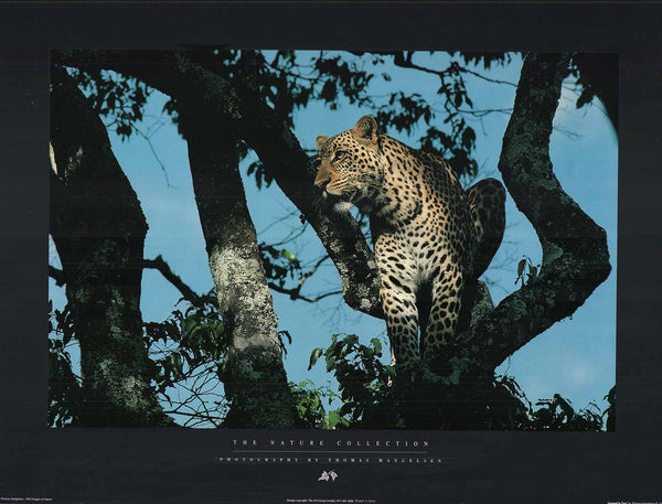 Leopard in Tree by Thomas Mangelsen - 18 X 24 Inches (Offset Lithograph)