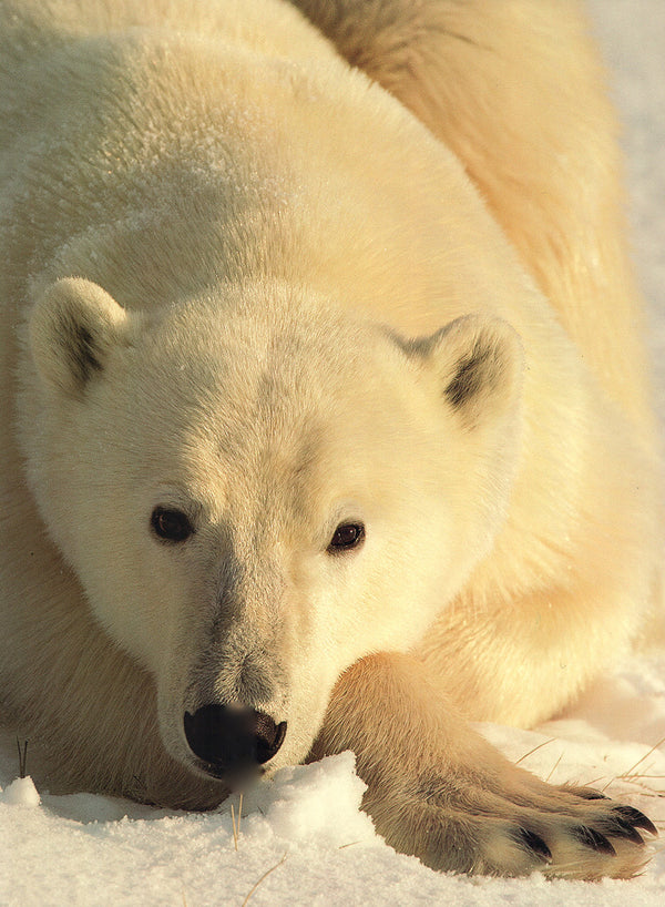 Polar Bear, Hudson Bay, Canada by Stephen Krasemann - 18 X 24 Inches (Art Print)