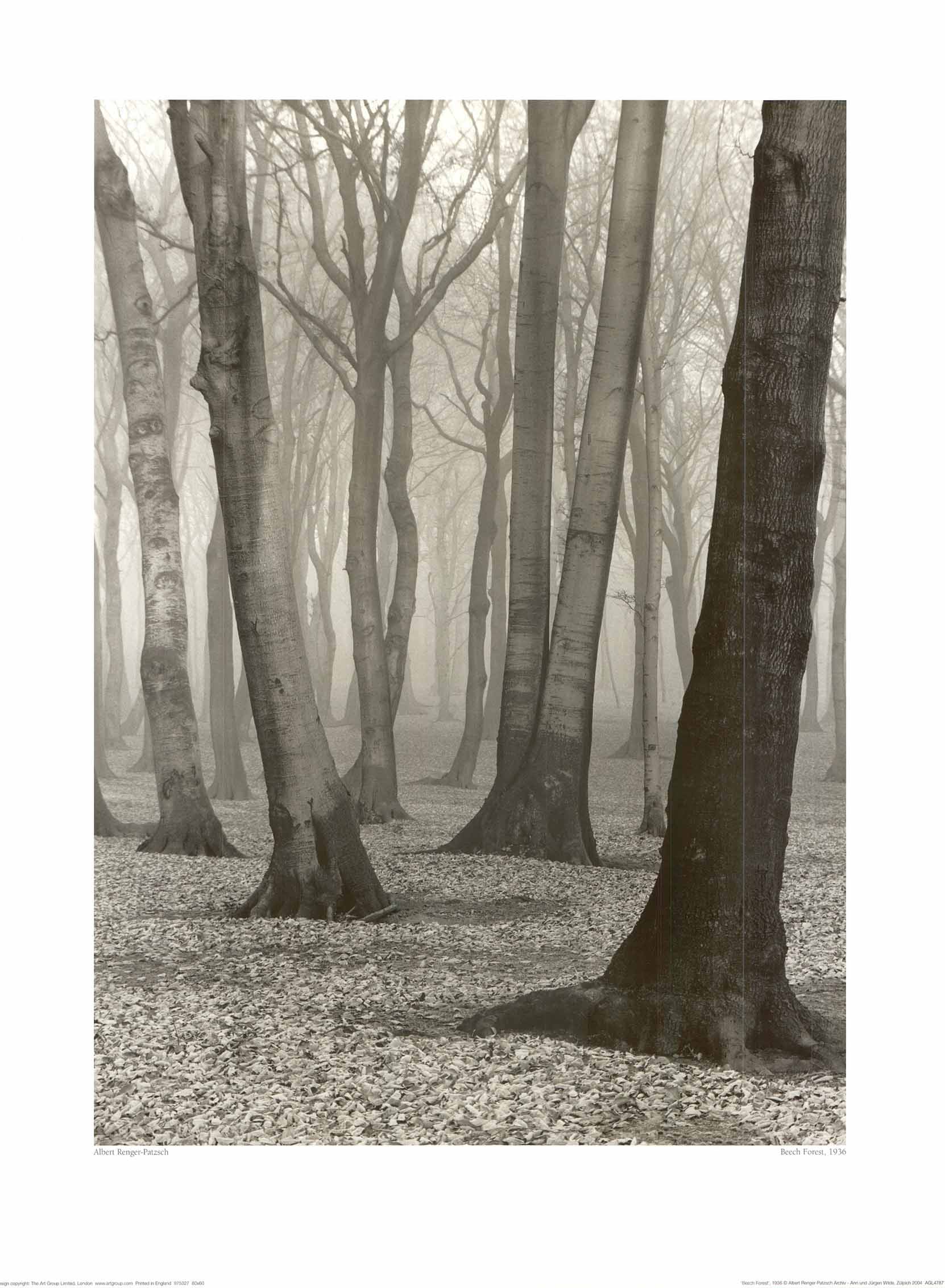 Beech Forest, 1936 by Gavin Hellier - 24 X 32 Inches (Art Print