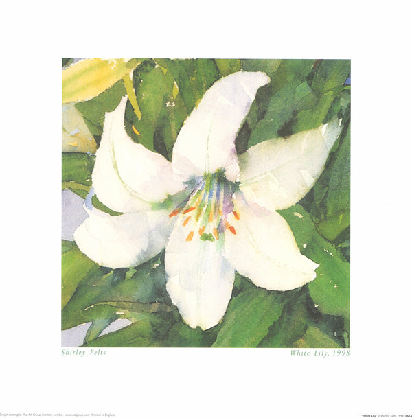 White Lily, 1998 by Shirley Felts - 16 X 16 Inches (Art Print)