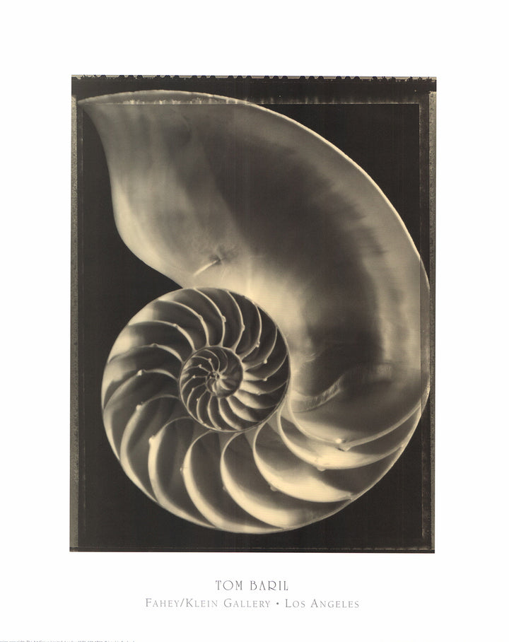 Nautilus, 1994 by Tom Baril - 16 X 20 Inches (Art Print)