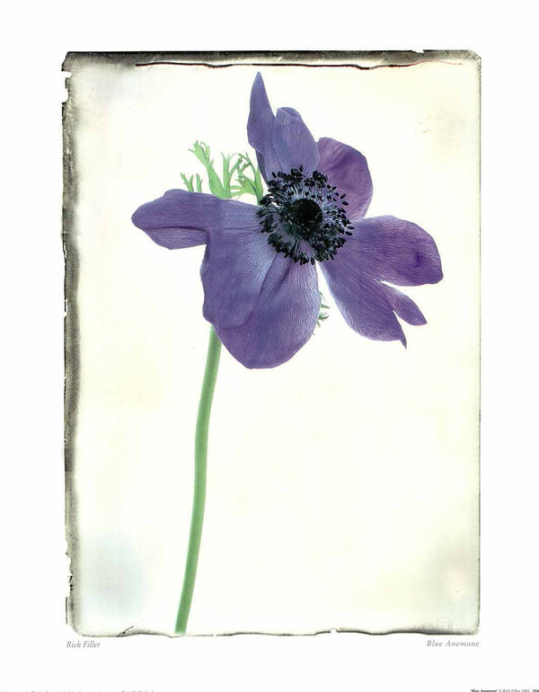 Blue Anemone by Rick Filler - 16 X 20 Inches (Art Print)