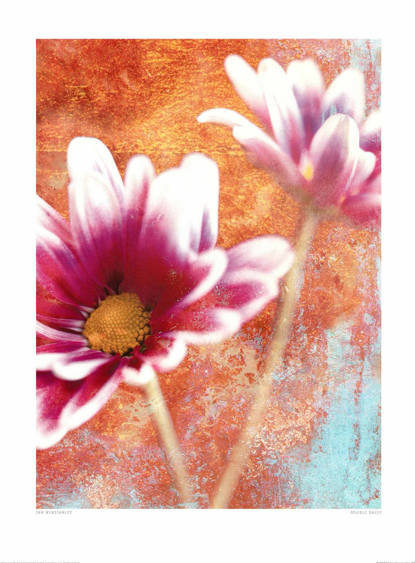 Double Daisy by Ian Winstanley - 24 X 32 Inches (Art Print)