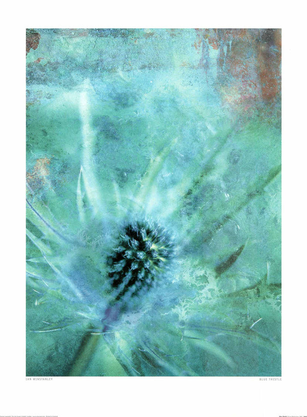 Blue Thistle by Ian Winstanley - 24 X 32 Inches (Art Print)