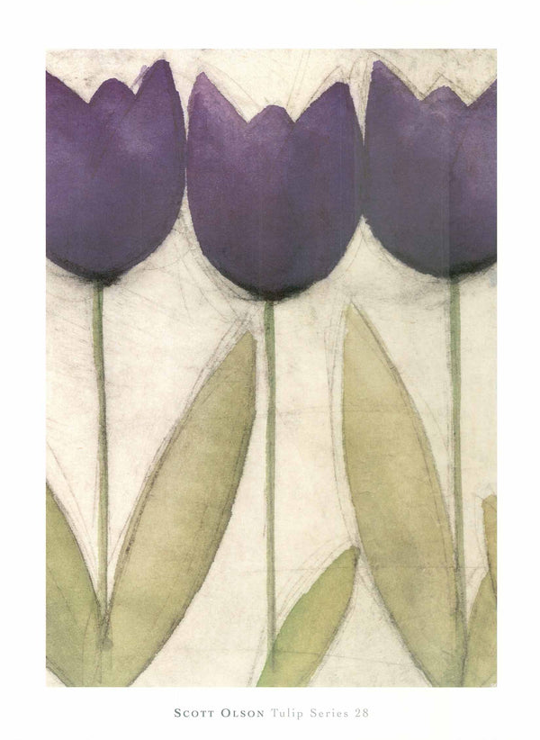 Tulip Series 28 by Scott Olson - 24 X 32 Inches (Art Print)