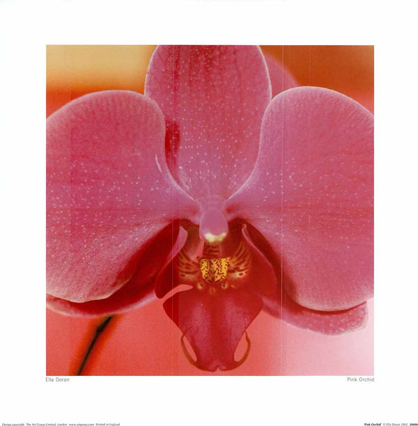 Pink Orchid by Ella Doran - 16 X 16 Inches (Art Print)