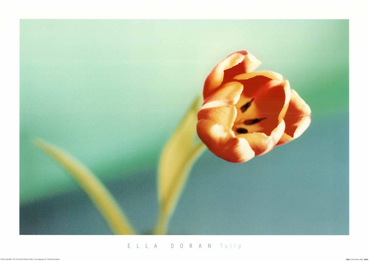 Tulip by Ella Doran - 20 X 28 Inches (Art Print)