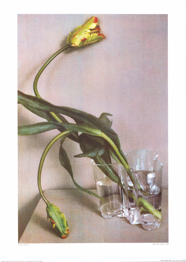 Man Ray Tulip, 1988 by Sheila Metzner - 20 X 28 Inches (Art Print)