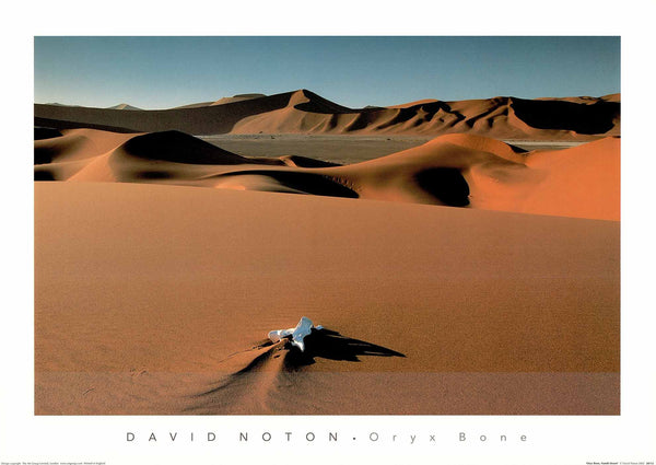 Oryx Bone, Namib Desert by David Noton - 20 X 28 Inches (Art Print)