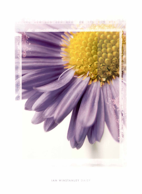 Daisy by Ian Winstanley - 32 X 24 Inches (Art Print)