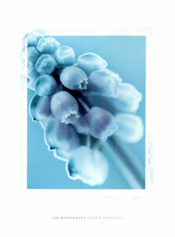 Graype Hyacinth by Ian Winstanley - 24 X 32 Inches (Art Print)