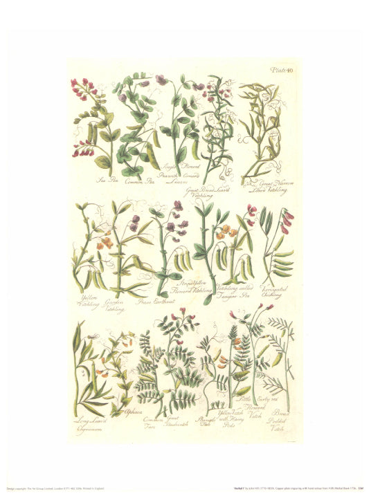 Herbal I by John Hill - 12 X 16 Inches (Art Print). 
