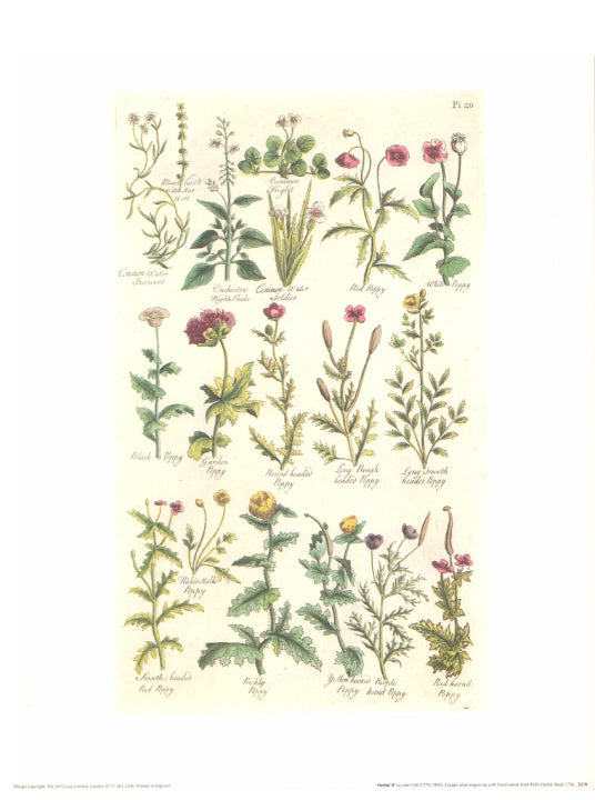Herbal II by John Hill  - 12 X 16 Inches (Art Print). (Copy)