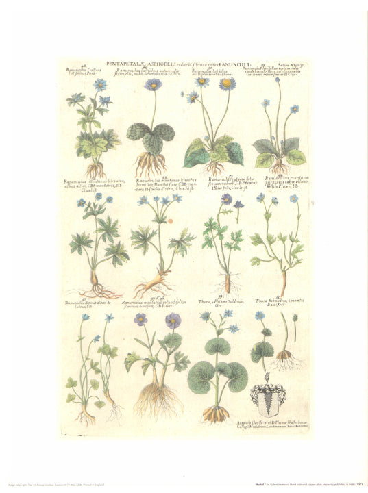 Herbal I by Robert Morrison - 12 X 16 Inches (Art Print). (Copy)